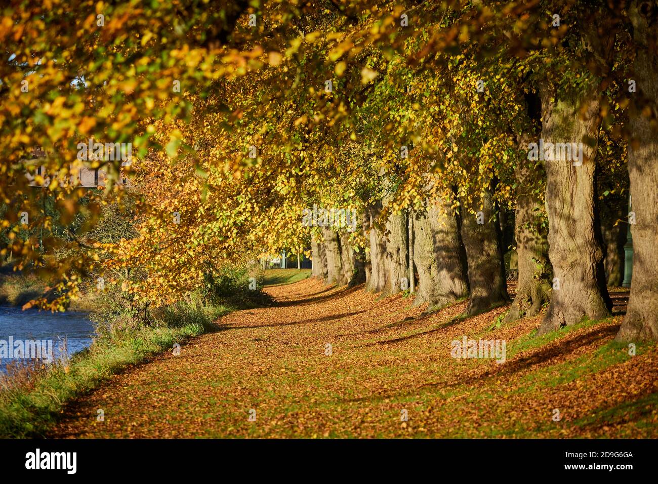 L'automne au centre-ville de Preston, zone protégée Avenham Park on Les rives de la rivière Ribble Banque D'Images