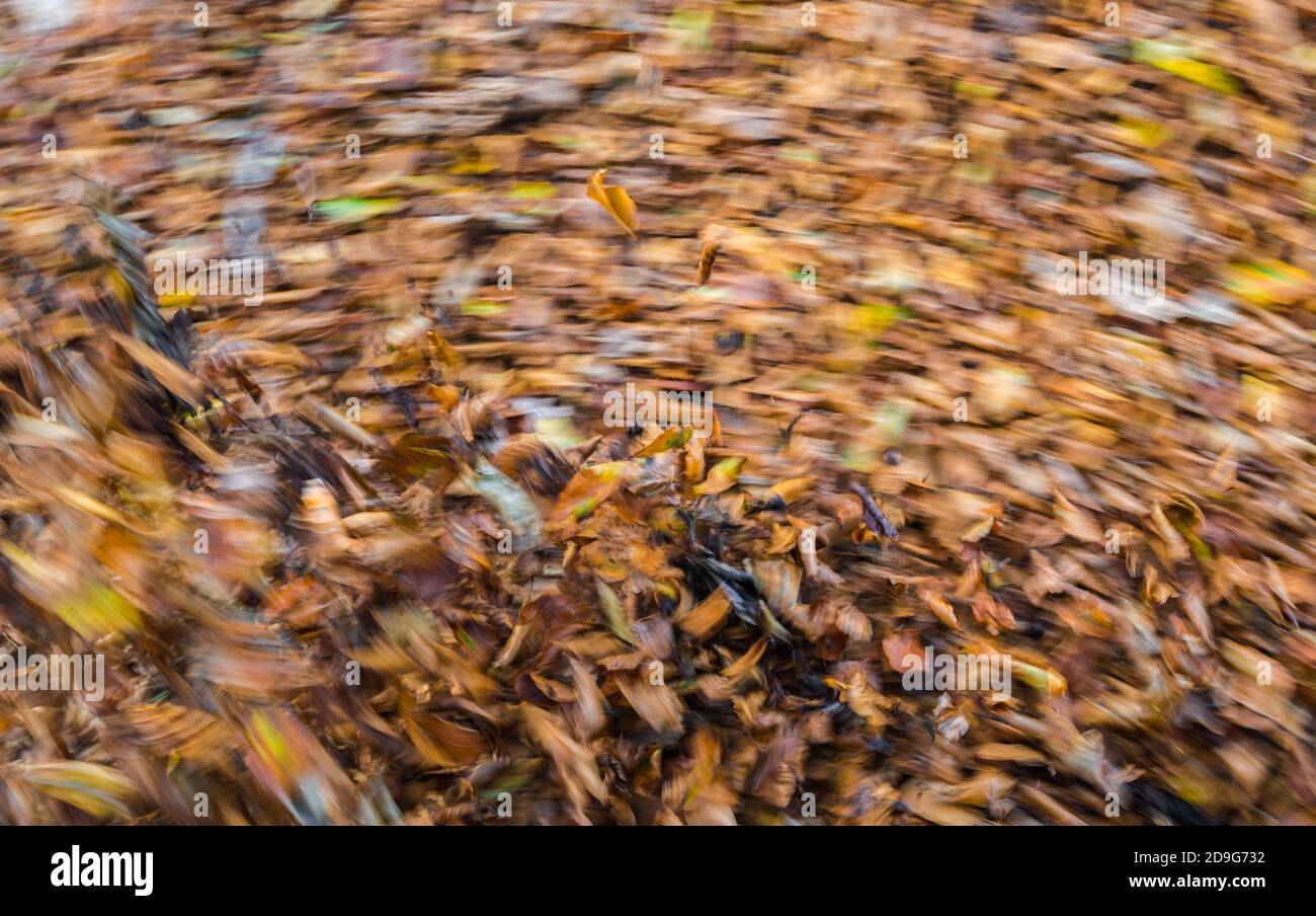 Feuilles de hêtre soufflantes dans le vent. Banque D'Images