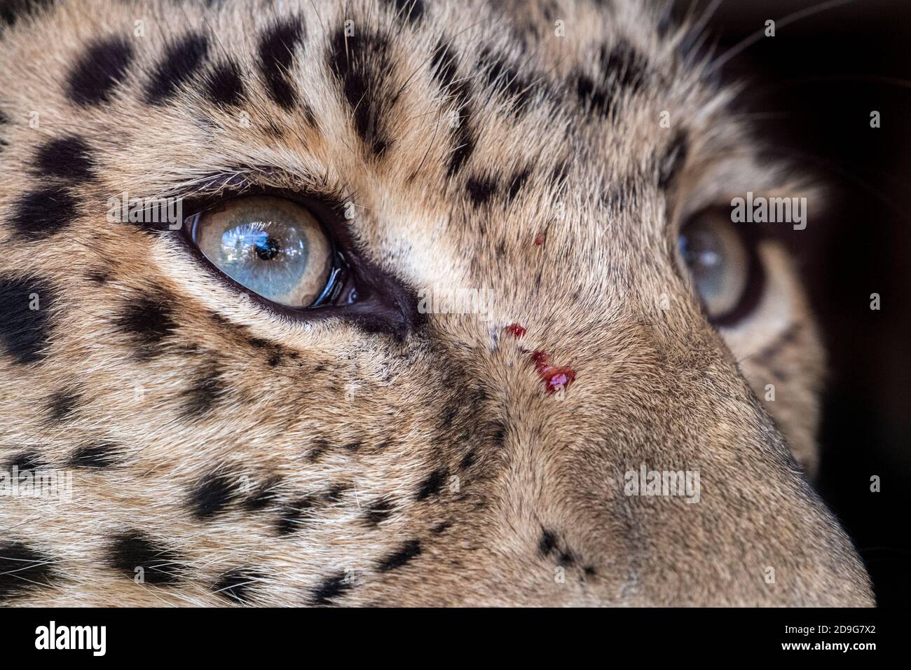 Gros plan des yeux de la femme adulte, Amur léopard Banque D'Images
