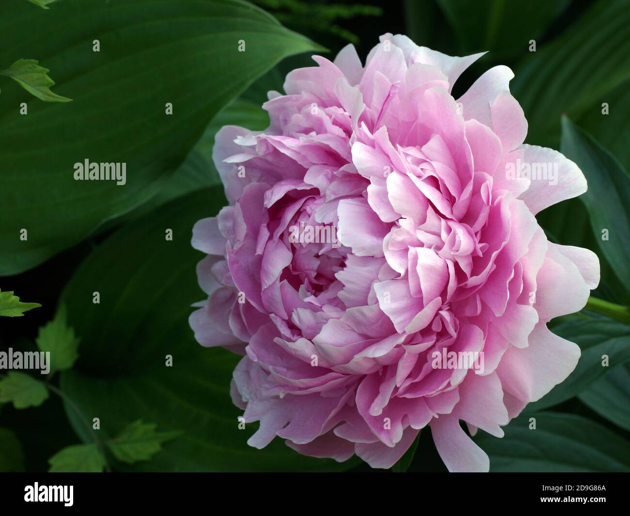 Paeonia lactiflora Sarah Bernhardt. Fleur de pivoine rose double. Paeonia lactiflora pivoine chinoise (ou même jardin pivoine). Une fleur Banque D'Images