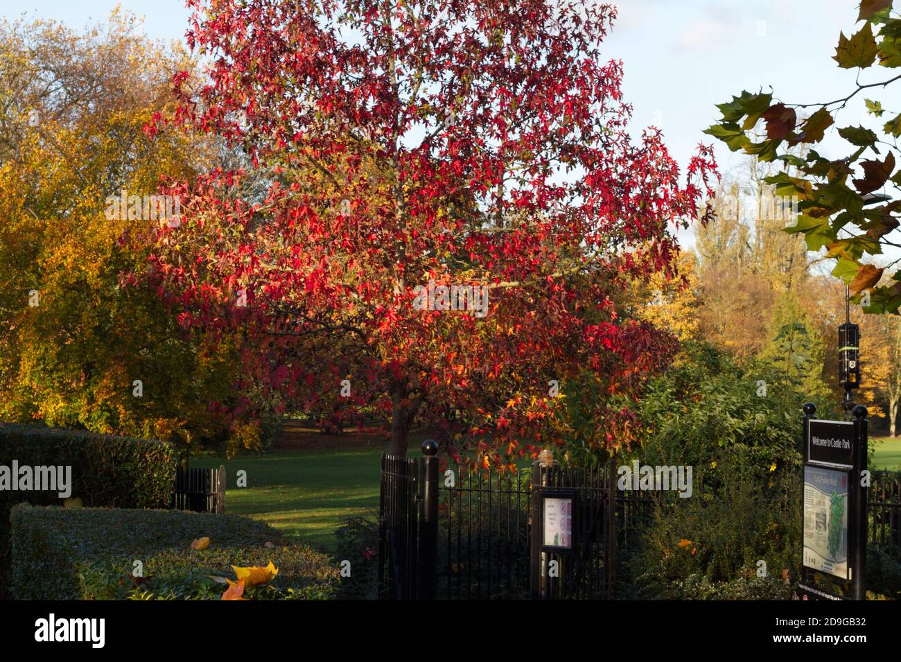 Un arbre à gomme, ou Liquidambar styraciflua en automne à Castle Park, Colchester, Essex Banque D'Images