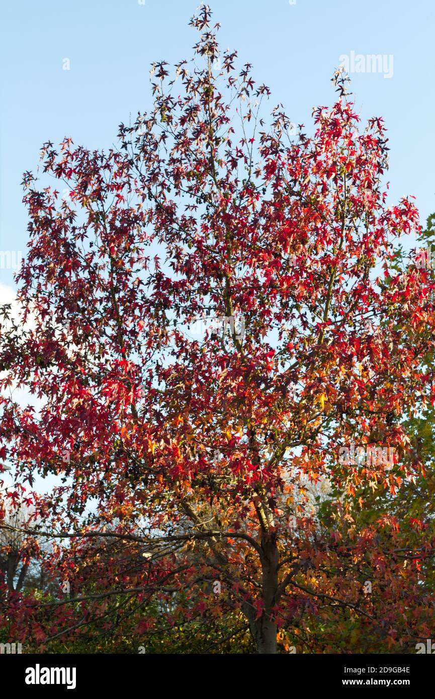 Un arbre à gomme, ou Liquidambar styraciflua à l'automne au Royaume-Uni Banque D'Images