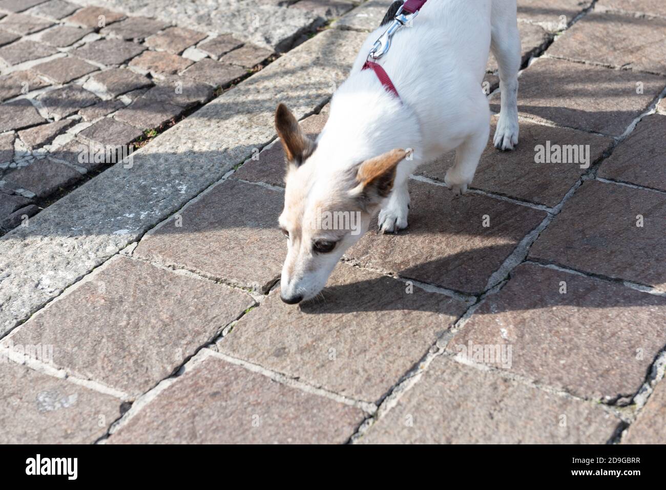 Un petit chien avec une laisse rouge tranquille à côté de son maître. Banque D'Images