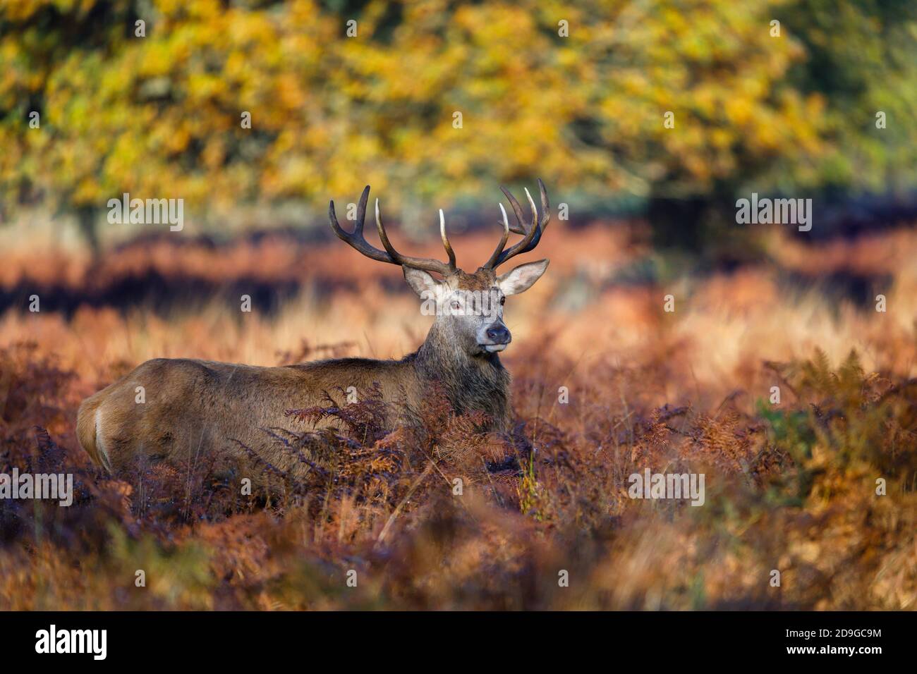 Le cerf-Rouge (Cervus elaphus) stag debout à la lumière du matin à Richmond Park, Richmond, Londres pendant la saison de rutting de la fin de l'automne au début de l'hiver Banque D'Images