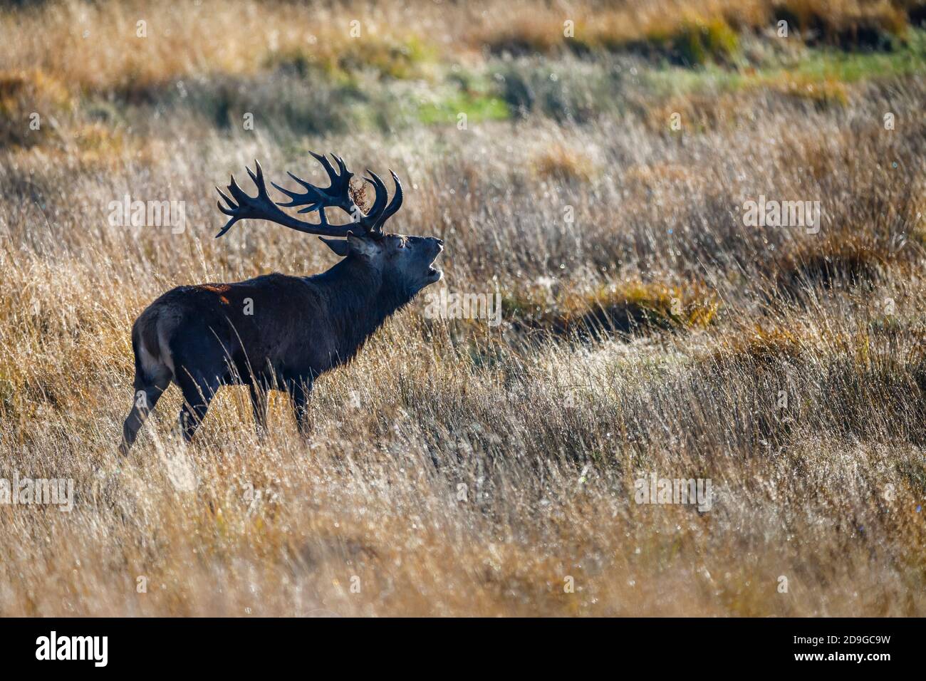 Le cerf-Rouge (Cervus elaphus) se tord à la lumière du matin à Richmond Park, Richmond, Londres, pendant la saison de la ruse, de la fin de l'automne au début de l'hiver Banque D'Images