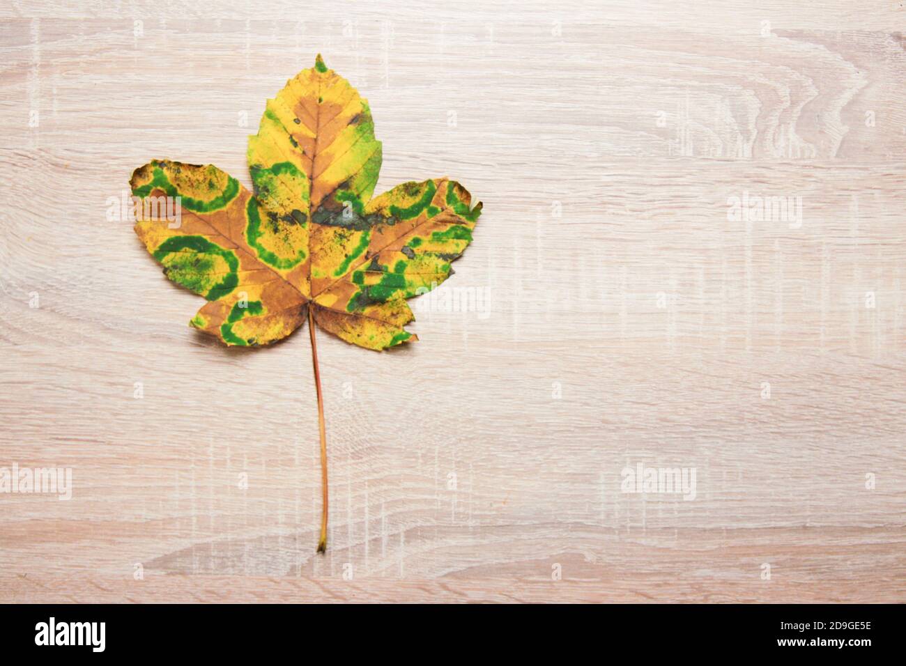 L'automne encore la vie. Maquette d'espace de copie vierge d'une feuille d'érable colorée. Concept d'automne et de Thanksgiving. Papier photo plat stylisé. Banque D'Images