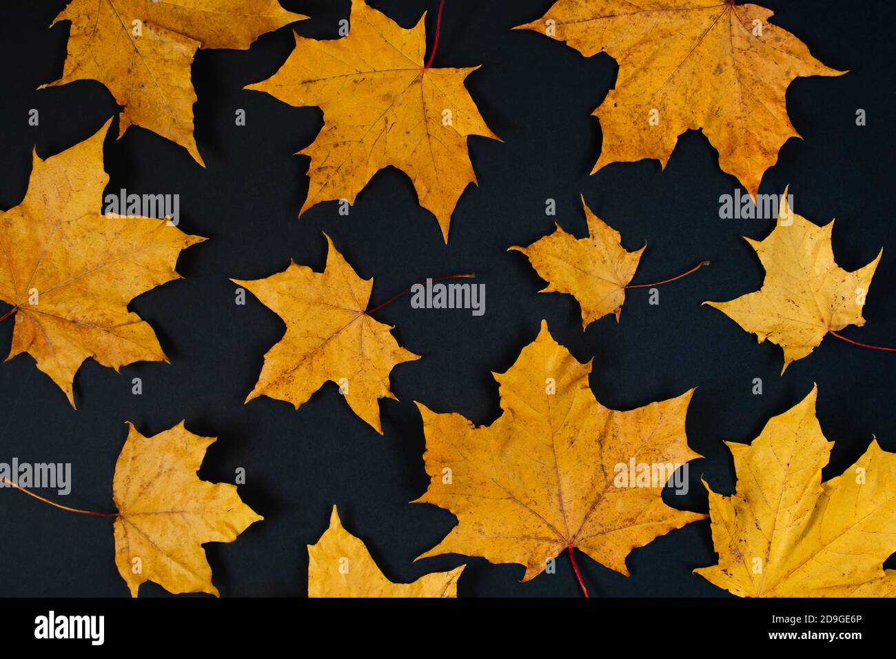 Fond d'automne de feuilles d'érable jaunes sur fond noir. Banque D'Images