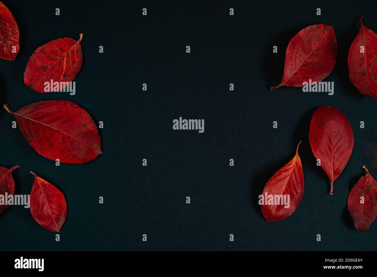 Concept d'automne. Arrière-plan de belles feuilles rouges sur fond noir. Placer pour le texte. Banque D'Images
