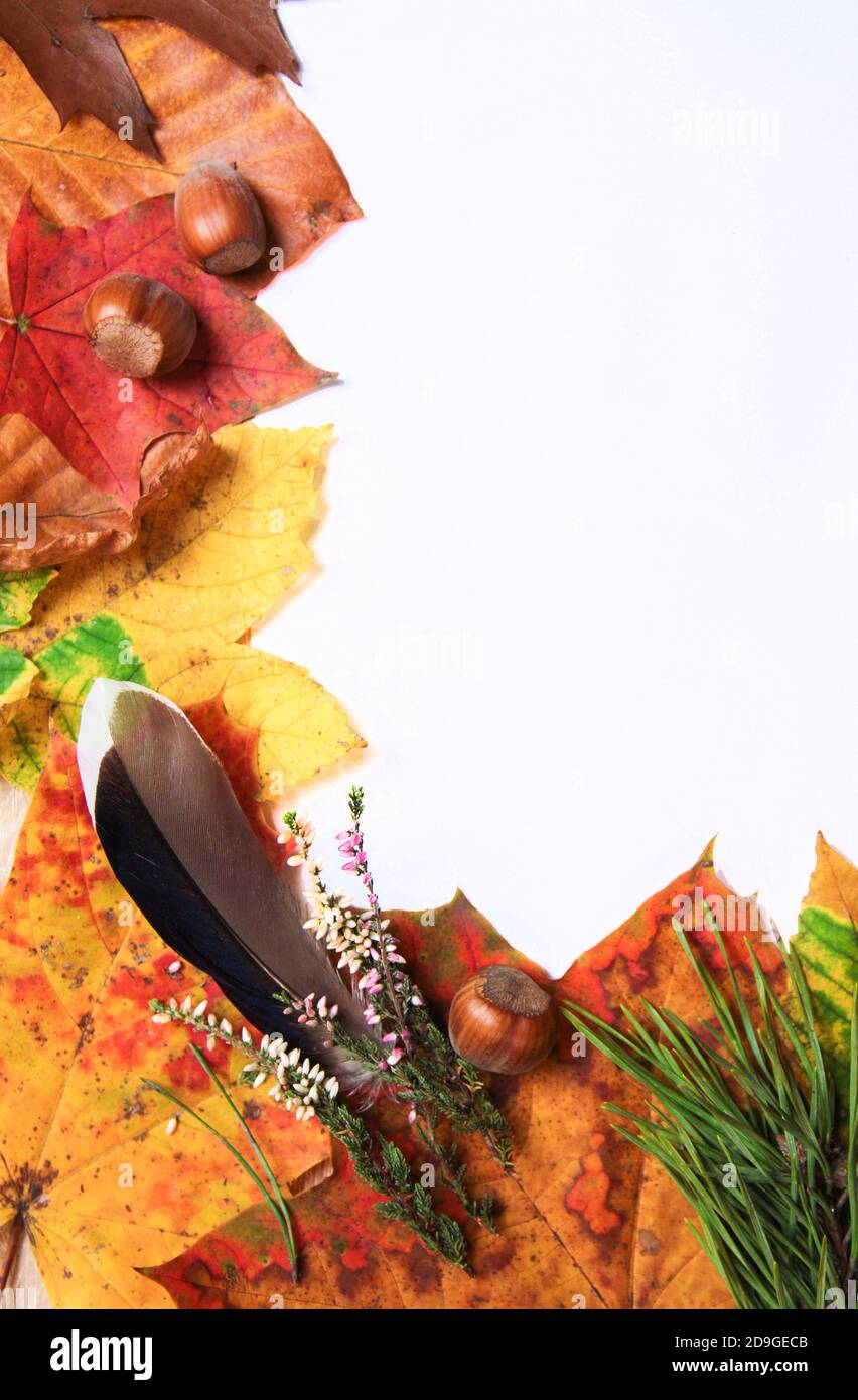 L'automne encore la vie. Maquette d'espace de copie vierge, feuilles d'automne et plumes d'oiseau. Concept d'automne et de Thanksgiving. Papier photo plat stylisé. Vue de dessus, vertic Banque D'Images