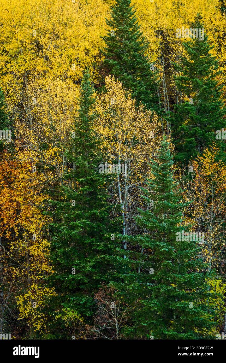 Belles couleurs de forêt d'automne. Pyrénées, Espagne Banque D'Images