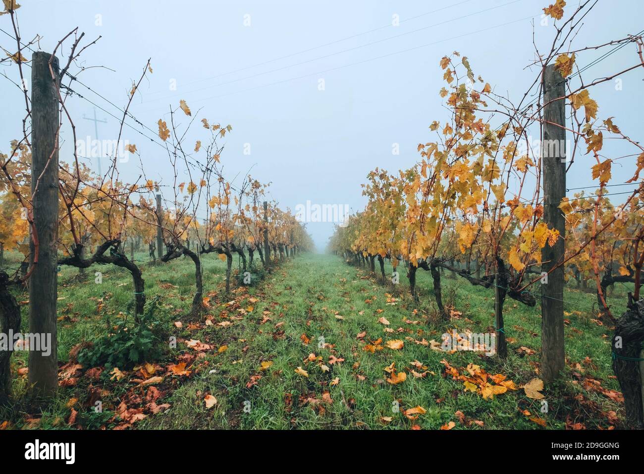 Gros plan entre les rangs des vignobles au froid de l'automne matin brumeux après la récolte terminée. Région du Chianti italien Banque D'Images