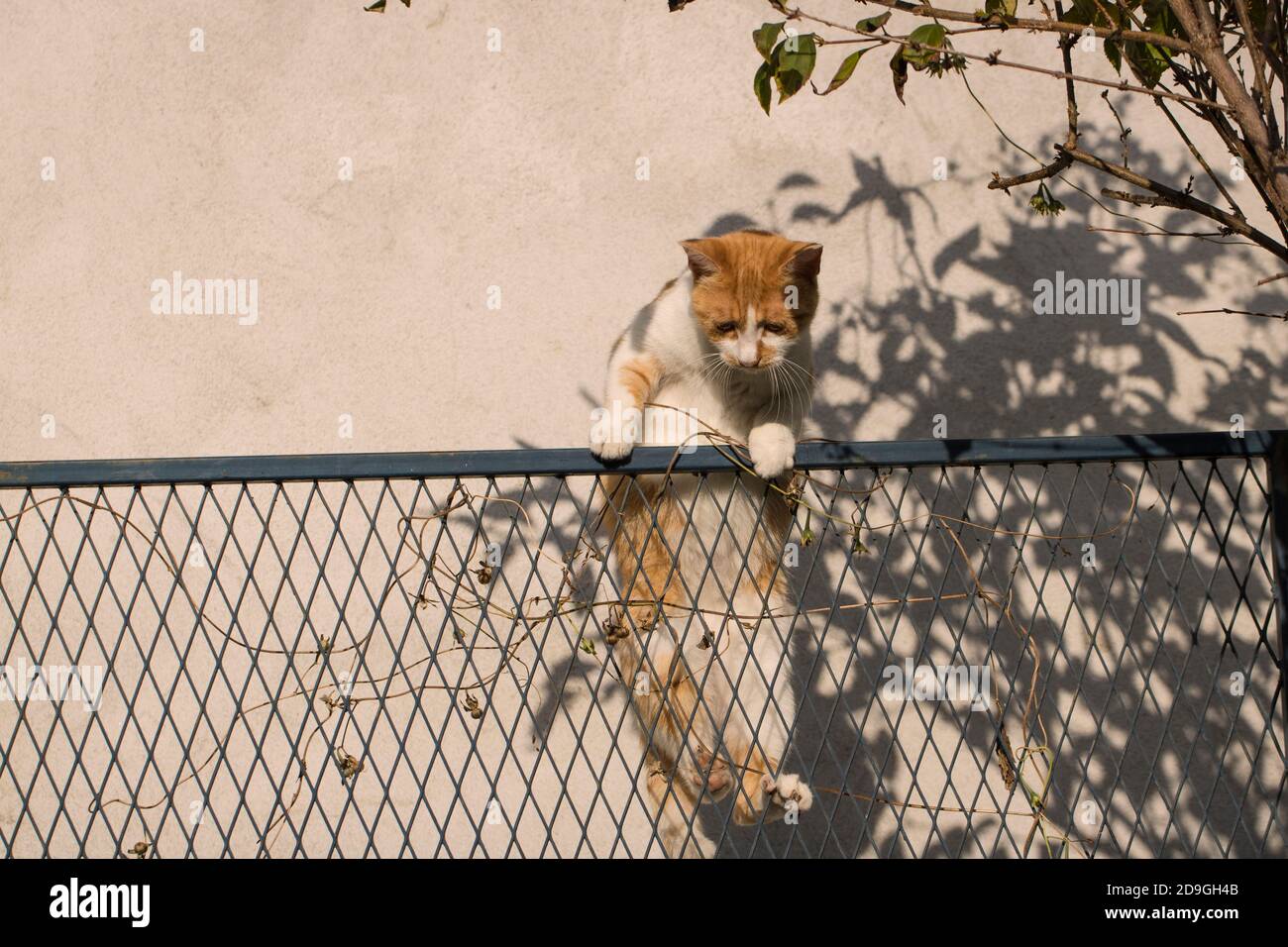 Un chat qui saute sur la clôture Banque D'Images