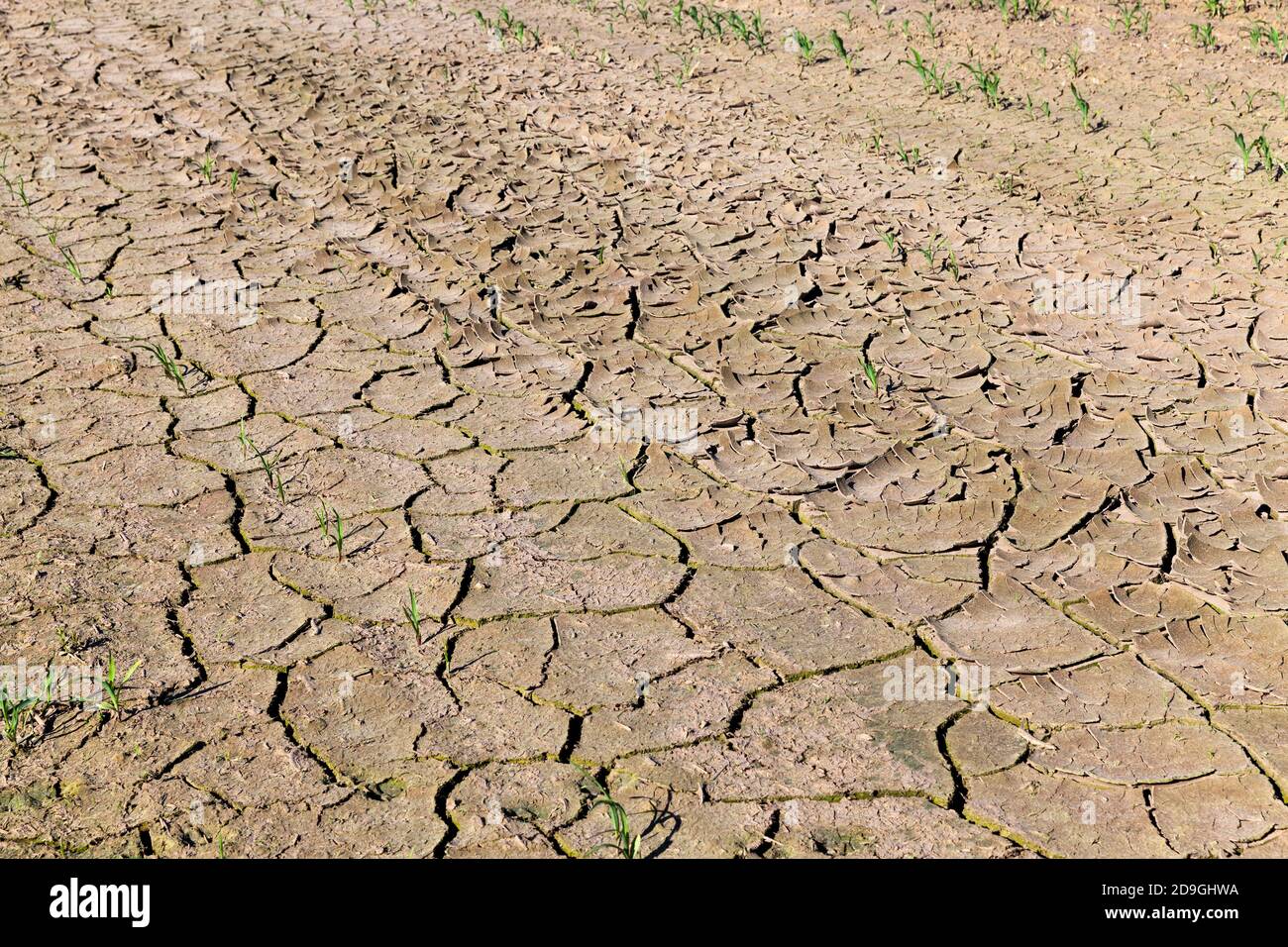 le sol fissuré par la sécheresse Banque D'Images