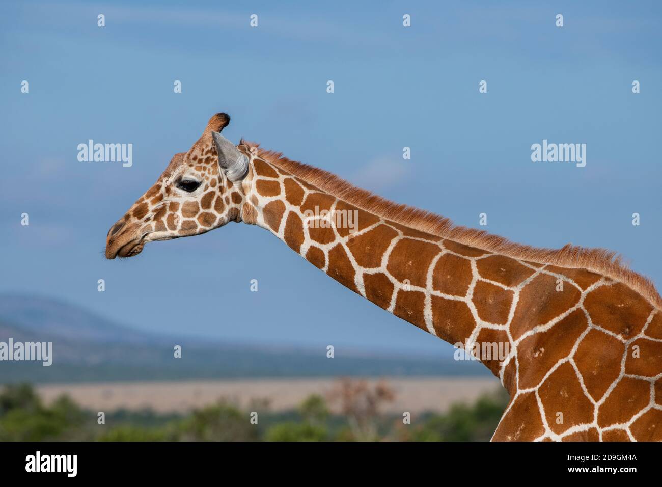 Afrique, Kenya, plateau de Laikipia, District de la frontière du Nord, OL Pejeta Conservancy. Girafe réticulée (SAUVAGE : Giraffa camelopardalis reticulata) Banque D'Images
