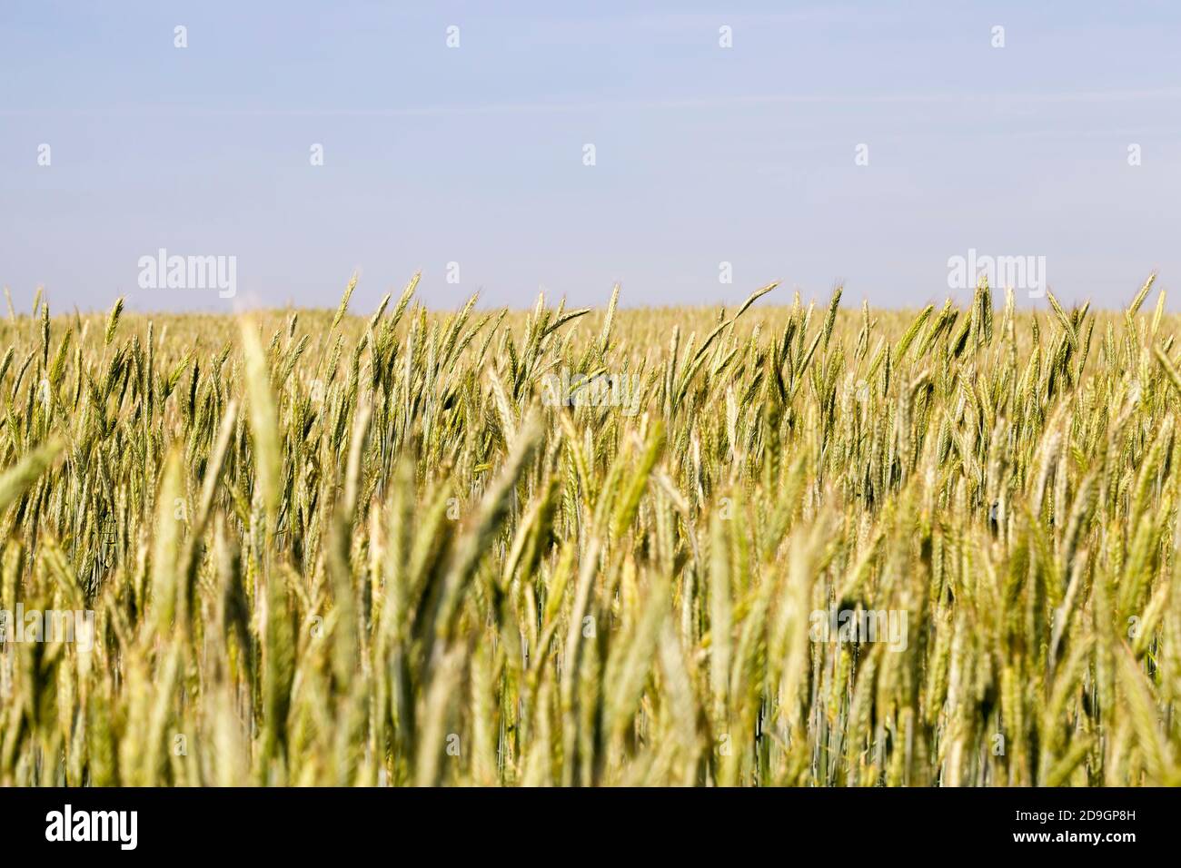 activités agricoles sur le terrain Banque D'Images