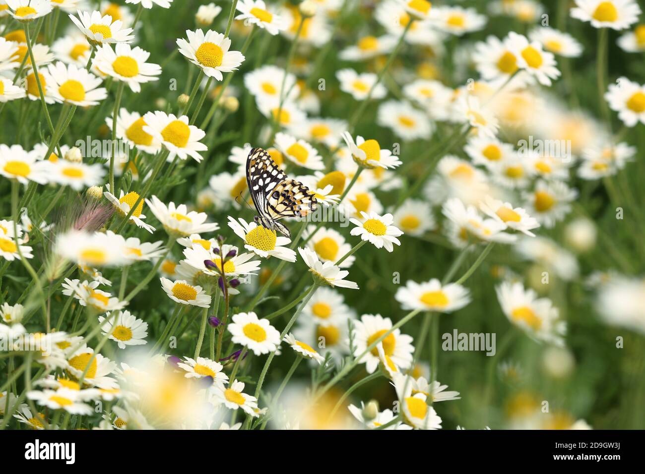 Beau papillon sur fleur de camomille dans le champ Banque D'Images