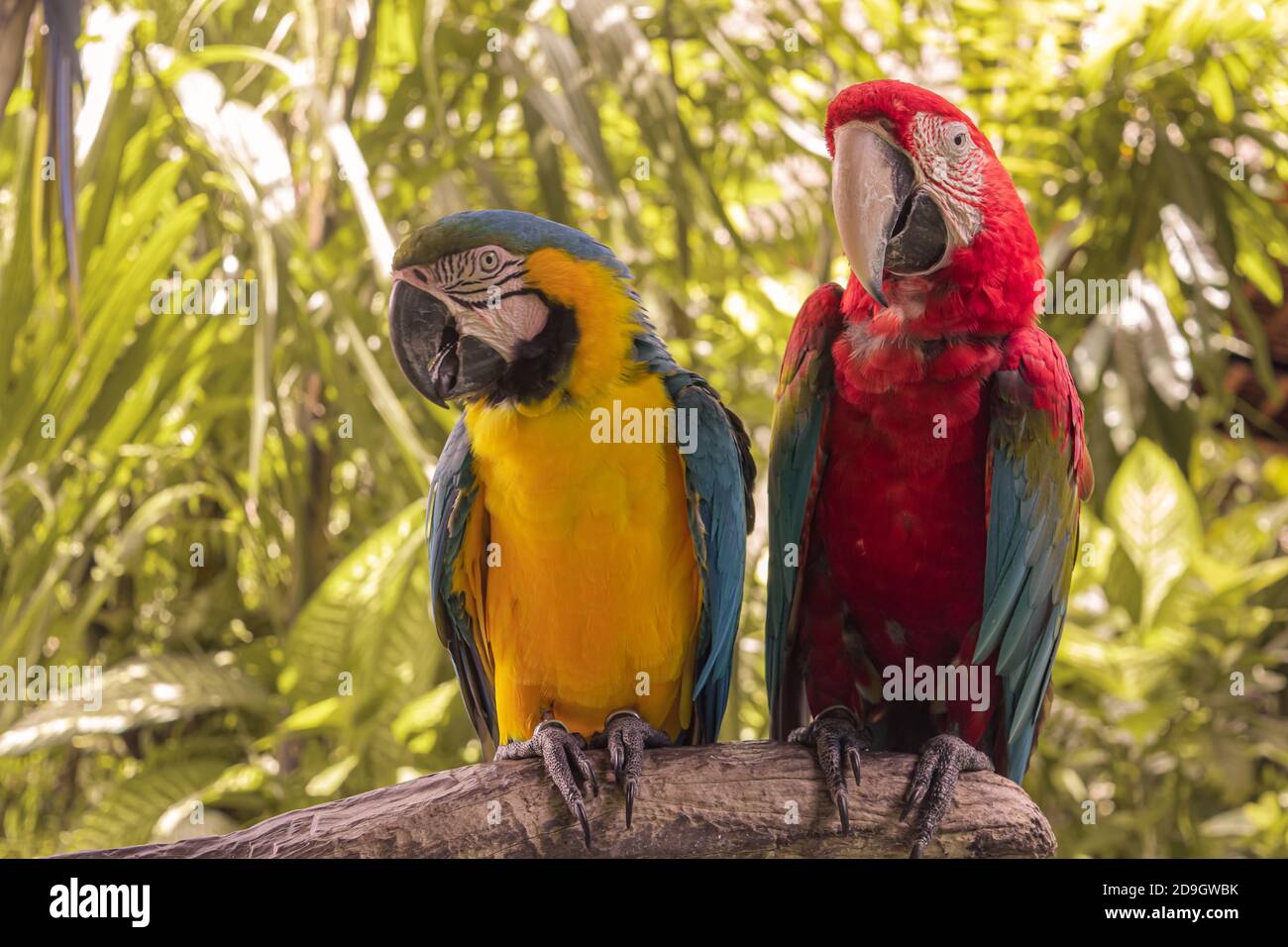 Perroquets colorés dans la jungle, Indonésie, Ubud, Bali 2019 Banque D'Images