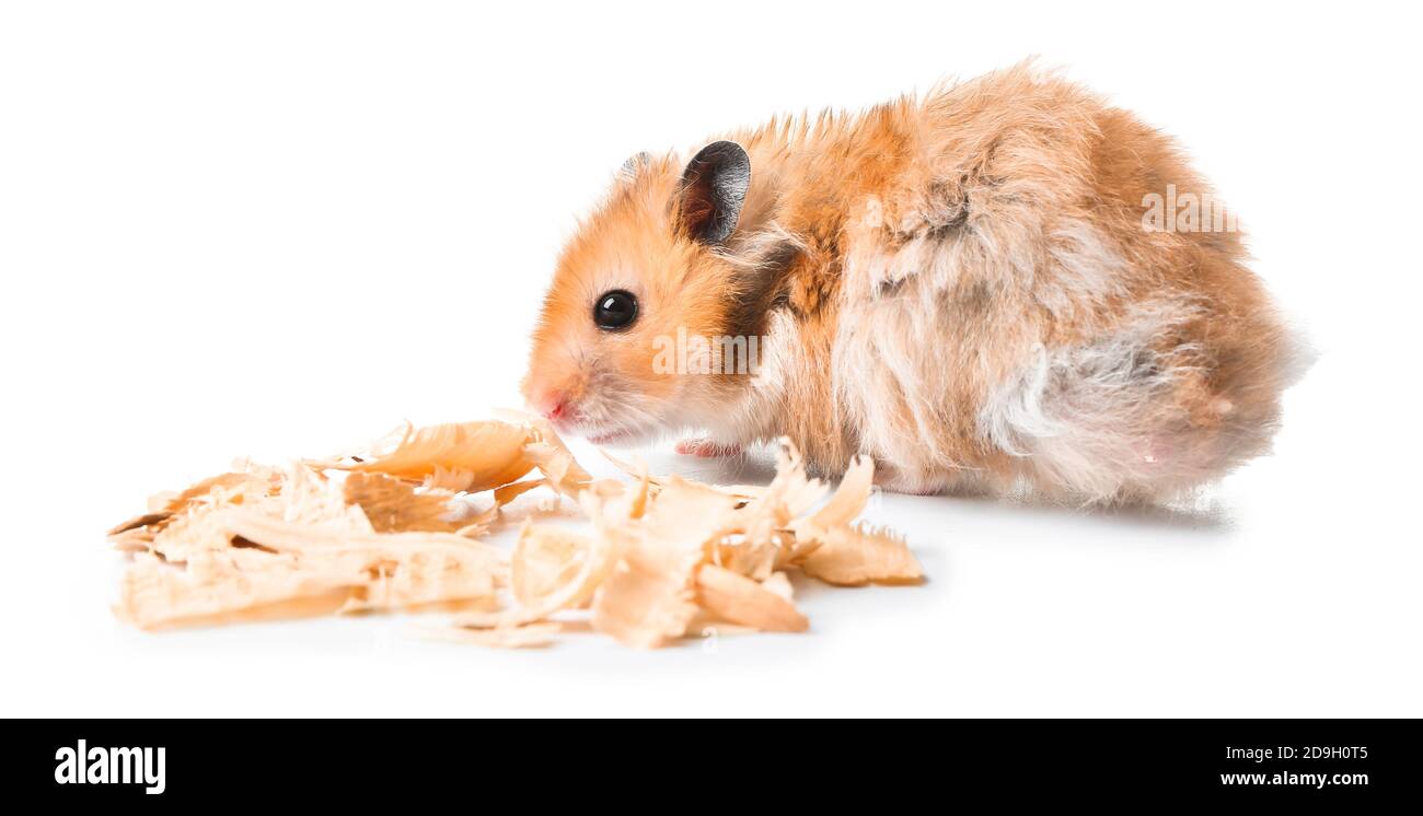 Hamster drôle avec copeaux de bois sur fond blanc Banque D'Images