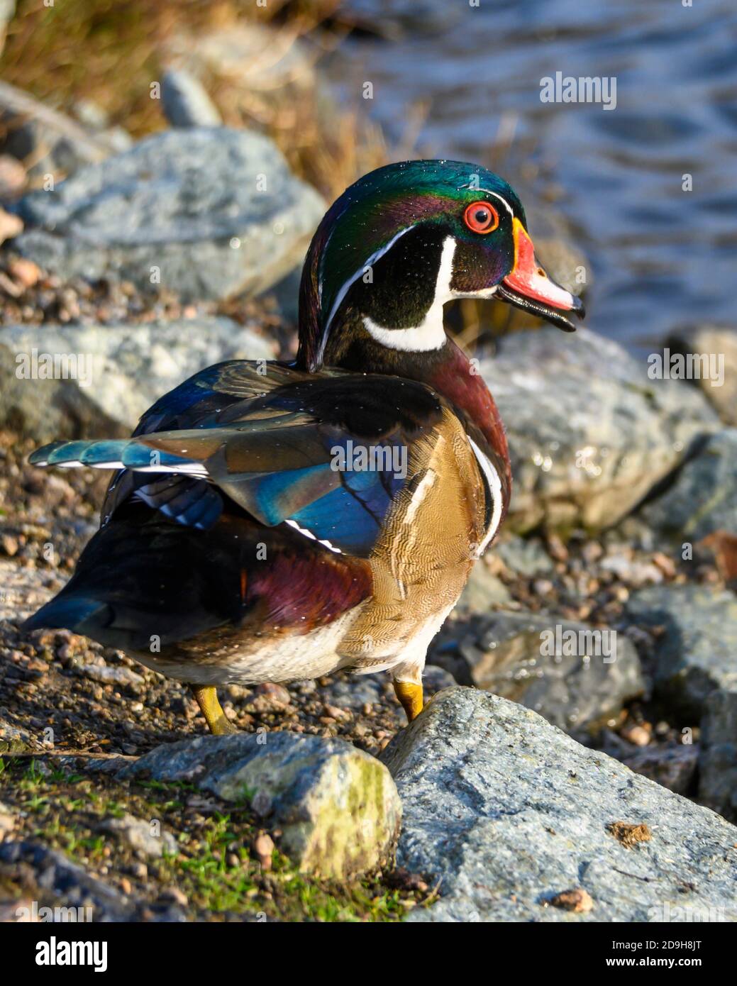 Magnifique canard en bois mâle sur les rochers du lac Orange et corps bordeaux. Tête verte, bleue et violette avec yeux rouges et bec rouge. Banque D'Images