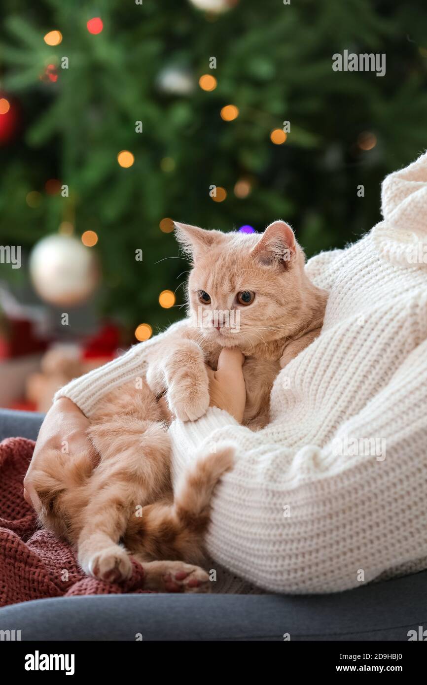 Mignon Chat Drole Avec Le Proprietaire A La Maison Le Soir De Noel Photo Stock Alamy