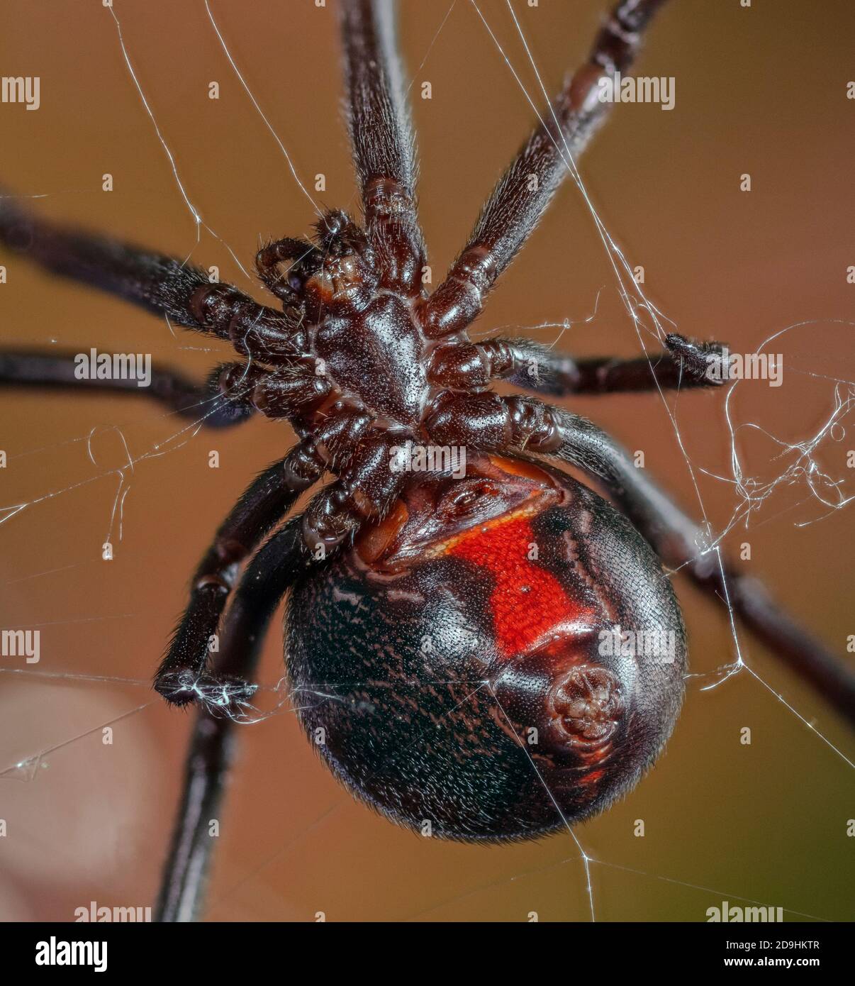 Araignée veuve noire Banque de photographies et d’images à haute résolution Alamy