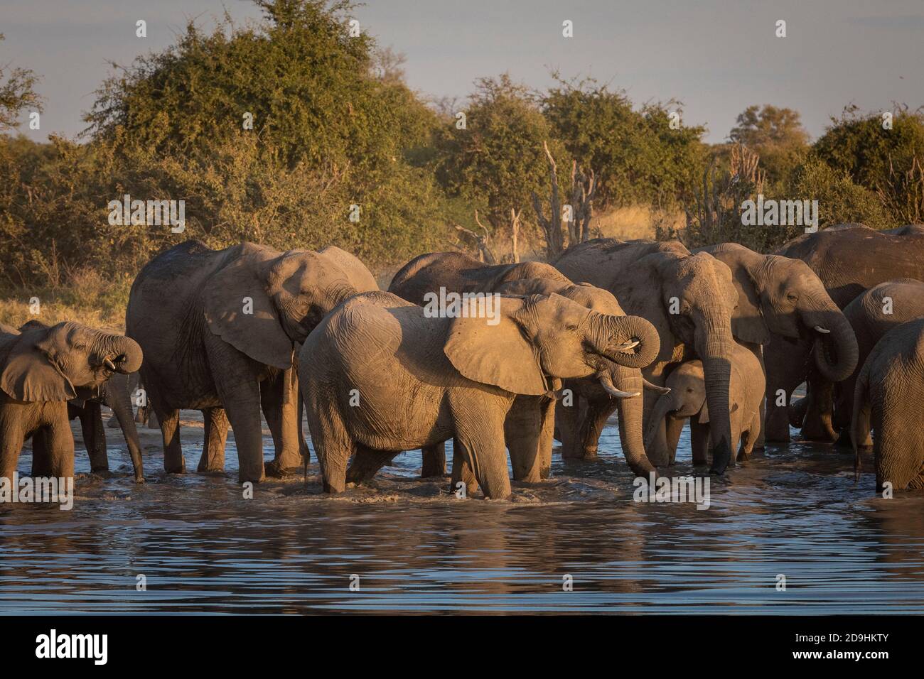Grand groupe d'éléphants avec des éléphants de bébé debout dans l'eau Boire dans la lumière dorée de l'après-midi à Savuti au Botswana Banque D'Images