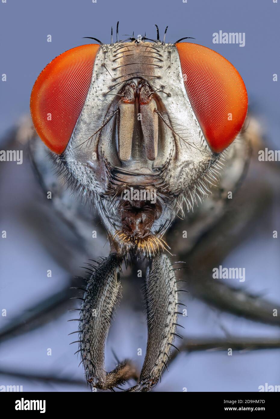 Mouche de chair (Sarcophaga spp.) Banque D'Images