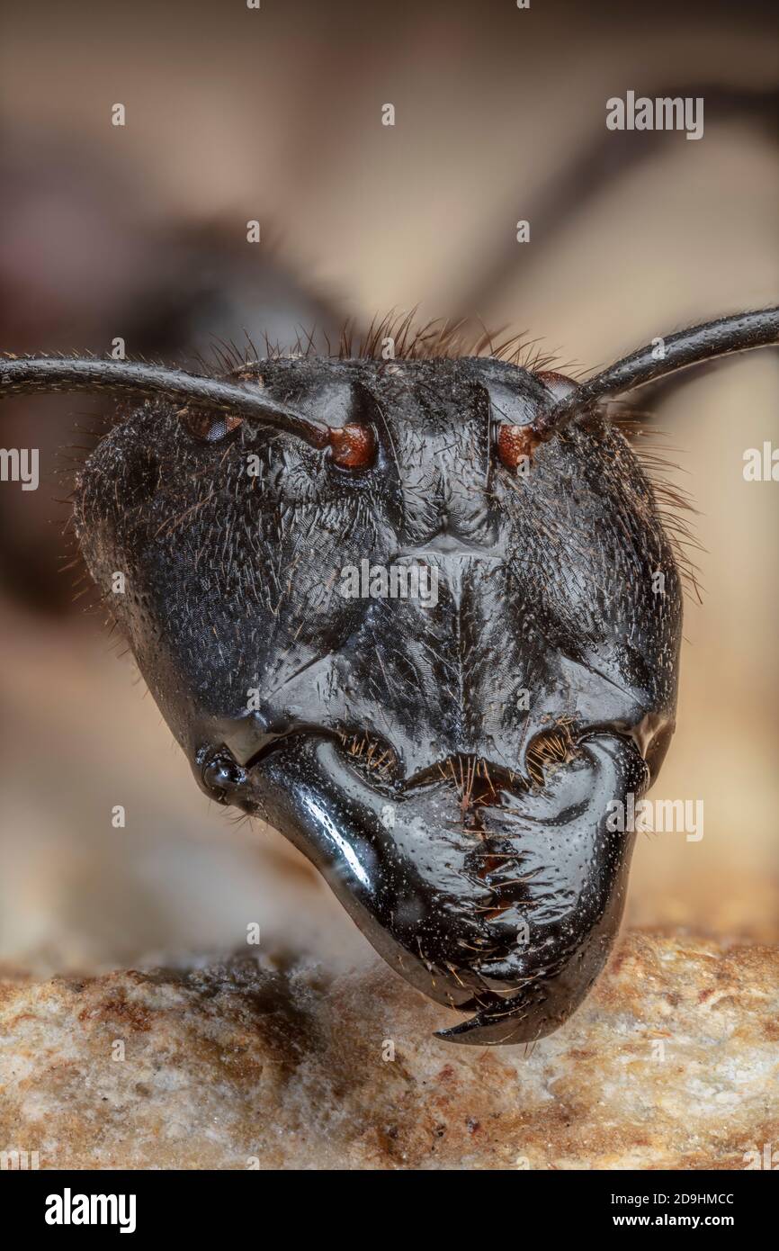 Tête Ant Forêt géante 2.5x, Camponotus gigas Banque D'Images
