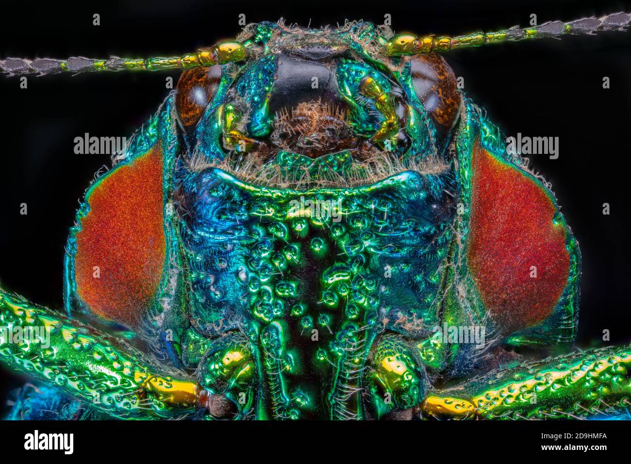 Bois Boring Beetle Head - Polybothre sumptuosa gemma, Madagascar Banque D'Images