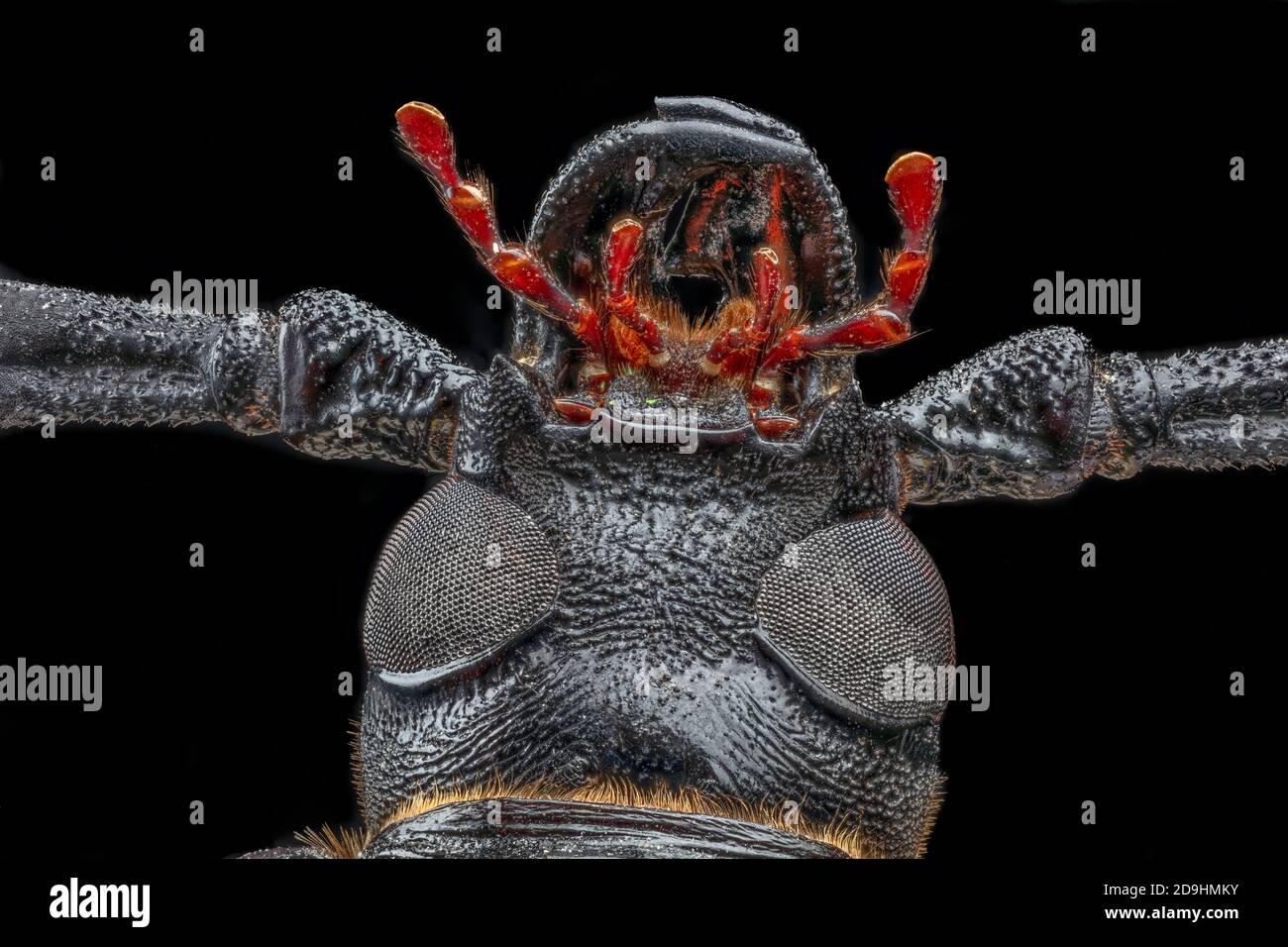 Dessous de la tête montrant les yeux composés enveloppants, l'arnaque de la racine de Palo Verde, également le palo Verde Beetle, Derobrachus geminatus et Derobrachus hovorei Banque D'Images