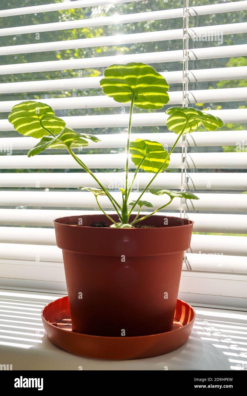 Jeune pousse de géranium dans le sunbeam. Pelargonium sur fond de stores sur le seuil de la fenêtre dans un pot brun Banque D'Images