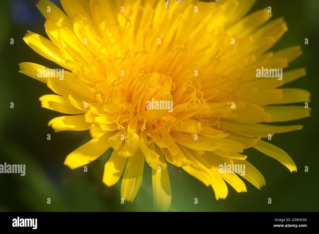 Fleurs de pissenlit dans une herbe close up shot Banque D'Images