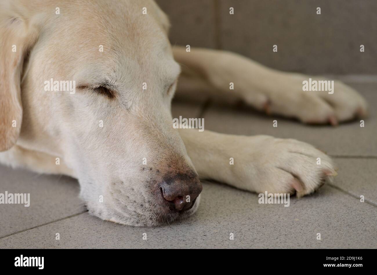 Le mignon Labrador Retriever repose sur le sol à la maison Banque D'Images