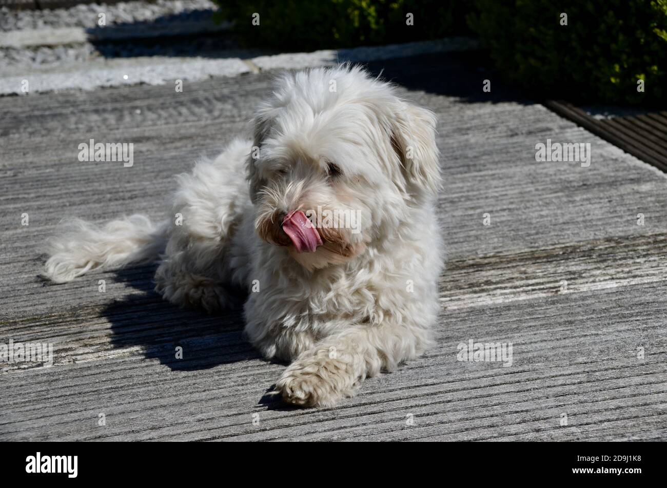 Joli chien de la Havane à l'extérieur de la maison Banque D'Images
