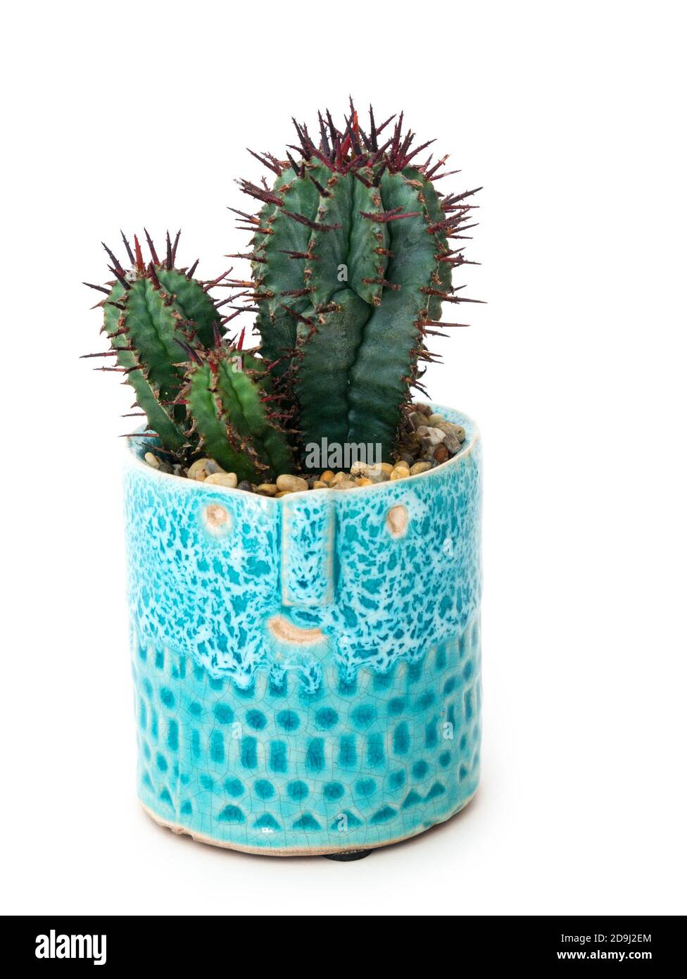 Petit cactus avec pointes dans le pot de plante de la face de nouveauté Banque D'Images