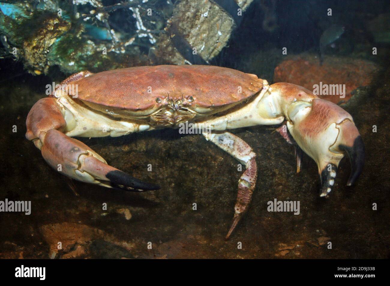 Pagurus de cancer du crabe comestible - mâle sous l'eau Banque D'Images