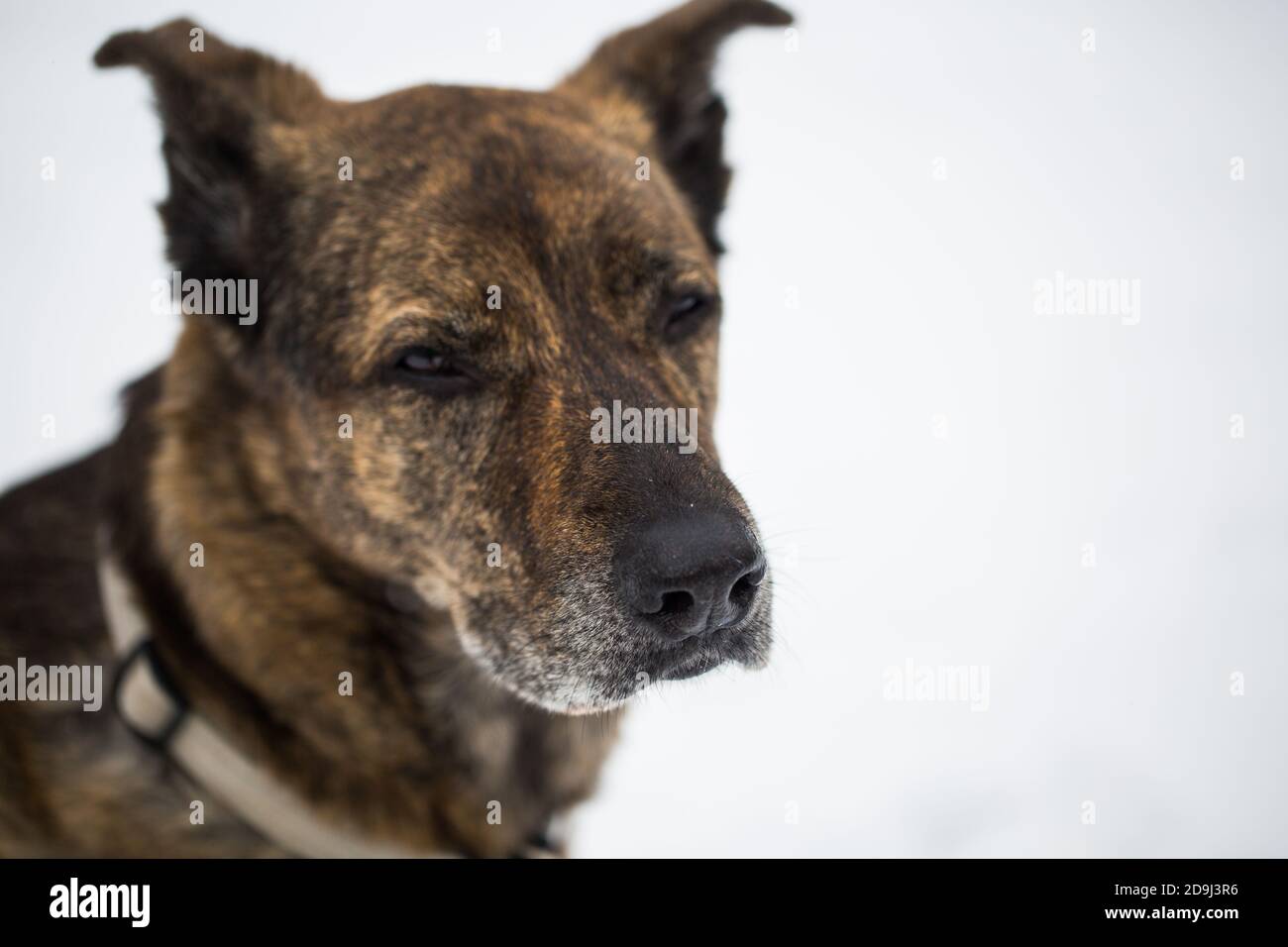 le vieux chien semble sceptique, le mélange de berger allemand Banque D'Images