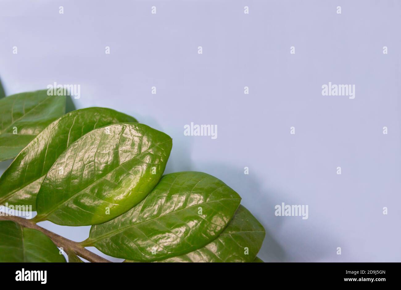 Fond d'écran créatif avec motif de feuilles. Arrière-plan bleu avec feuilles vertes, cadre nature avec espace de copie. Banque D'Images