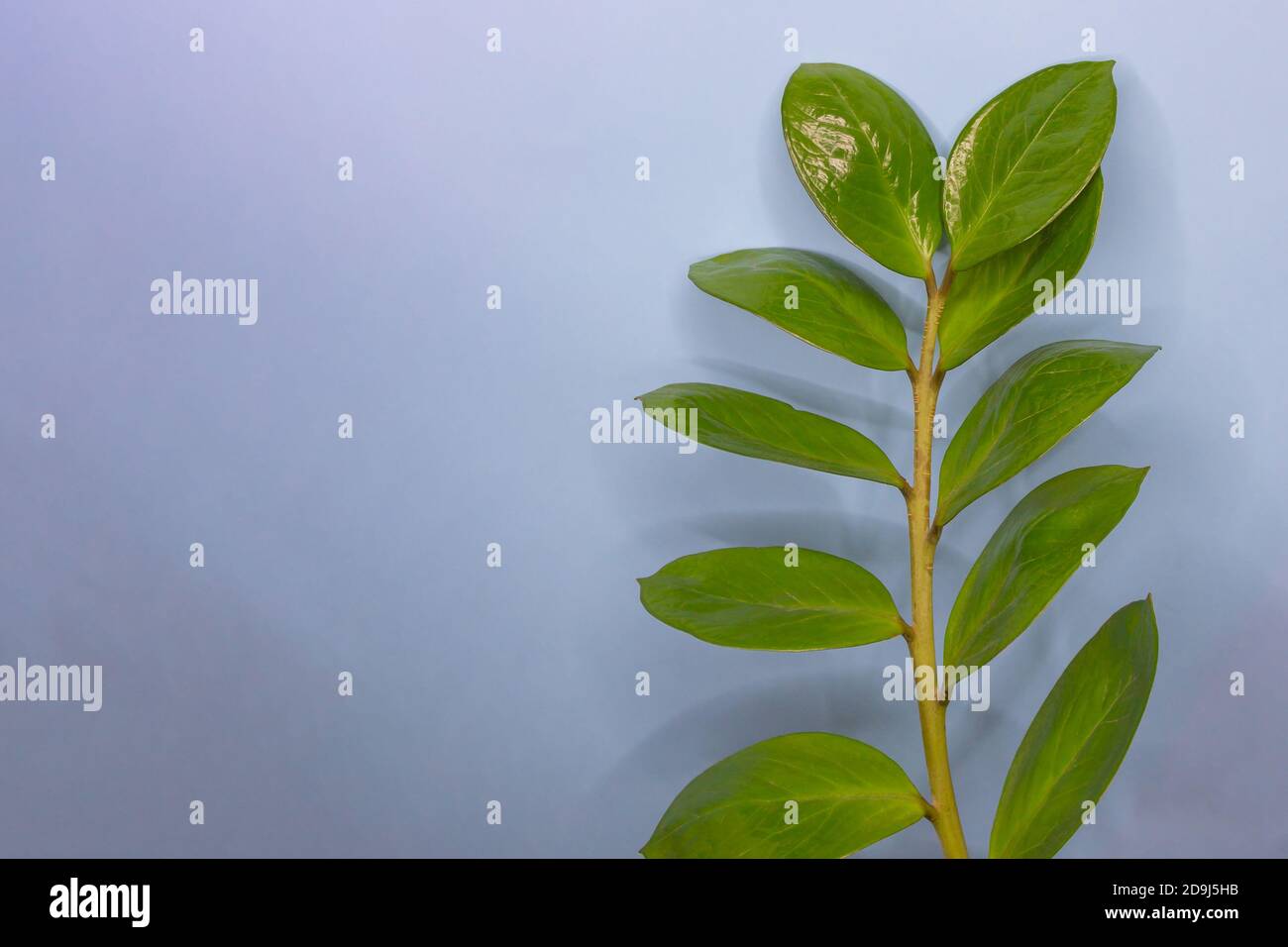 Le vert laisse la bordure sur fond bleu. Cadre nature avec espace de copie. Fond d'écran avec motif de feuilles. Banque D'Images