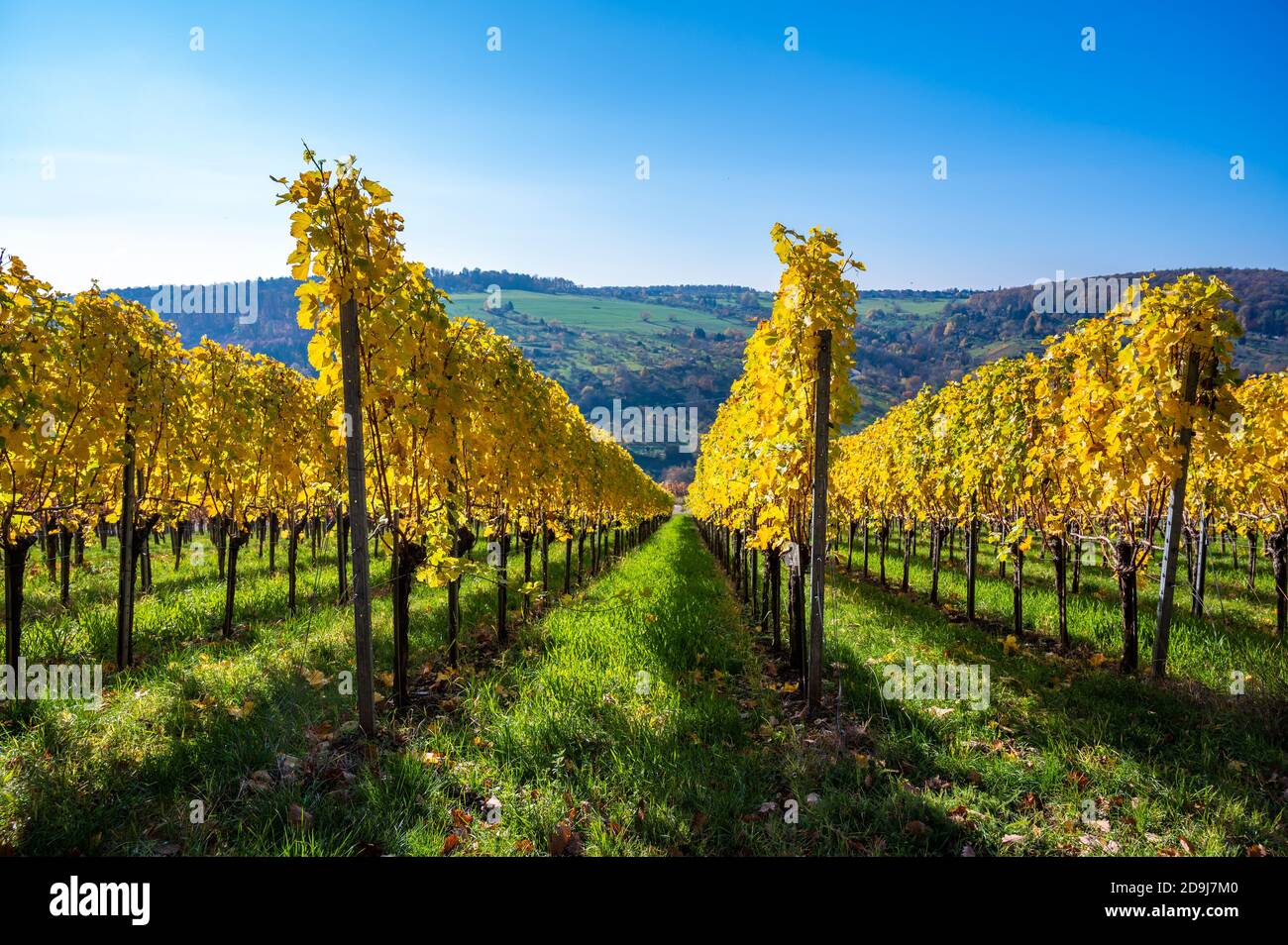 Struempfelbach - vignobles de la région de Weinstadt - magnifique paysage à l'autum près de Stuttgart, Bade-Wurtemberg, Allemagne Banque D'Images