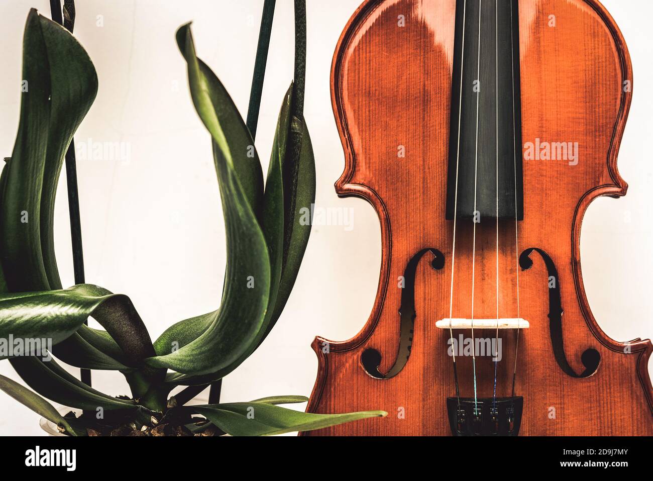 Gros plan de la Soundboard pour violon et des feuilles et des tiges d'orchidée. Beauté de la nature et de l'art Banque D'Images