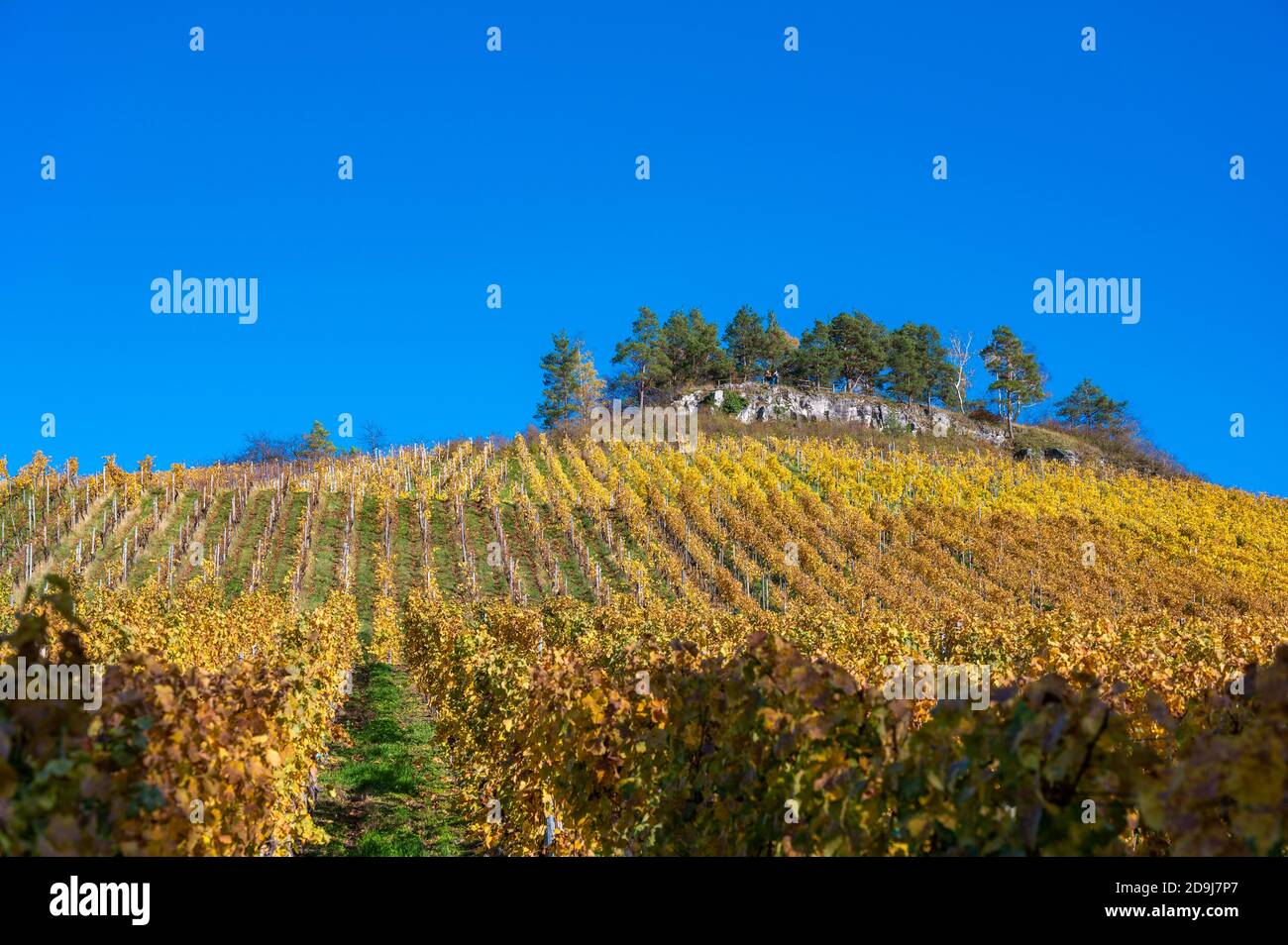 Struempfelbach - vignobles de la région de Weinstadt - magnifique paysage à l'autum près de Stuttgart, Bade-Wurtemberg, Allemagne Banque D'Images