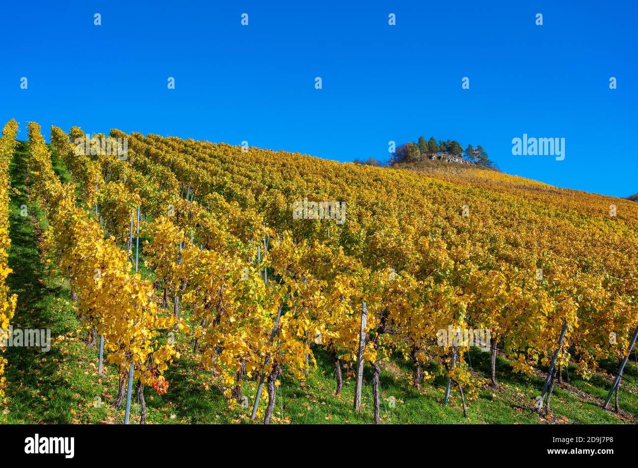 Struempfelbach - vignobles de la région de Weinstadt - magnifique paysage à l'autum près de Stuttgart, Bade-Wurtemberg, Allemagne Banque D'Images