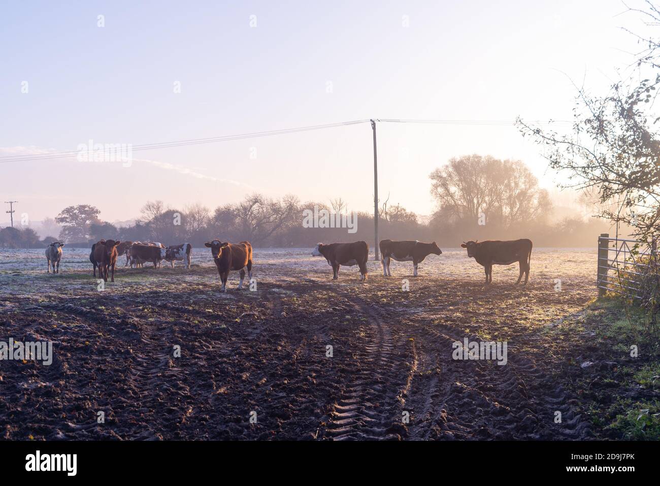 Fordingbridge, New Forest, Hampshire, Royaume-Uni, 6 novembre 2020, temps : un démarrage à froid de la journée avec des températures qui descendent au gel et la brume et le gel se forment dans la campagne environnante. Un troupeau de vaches se trouve dans la lumière froide de l'aube. Crédit : Paul Biggins/Alamy Live News Banque D'Images