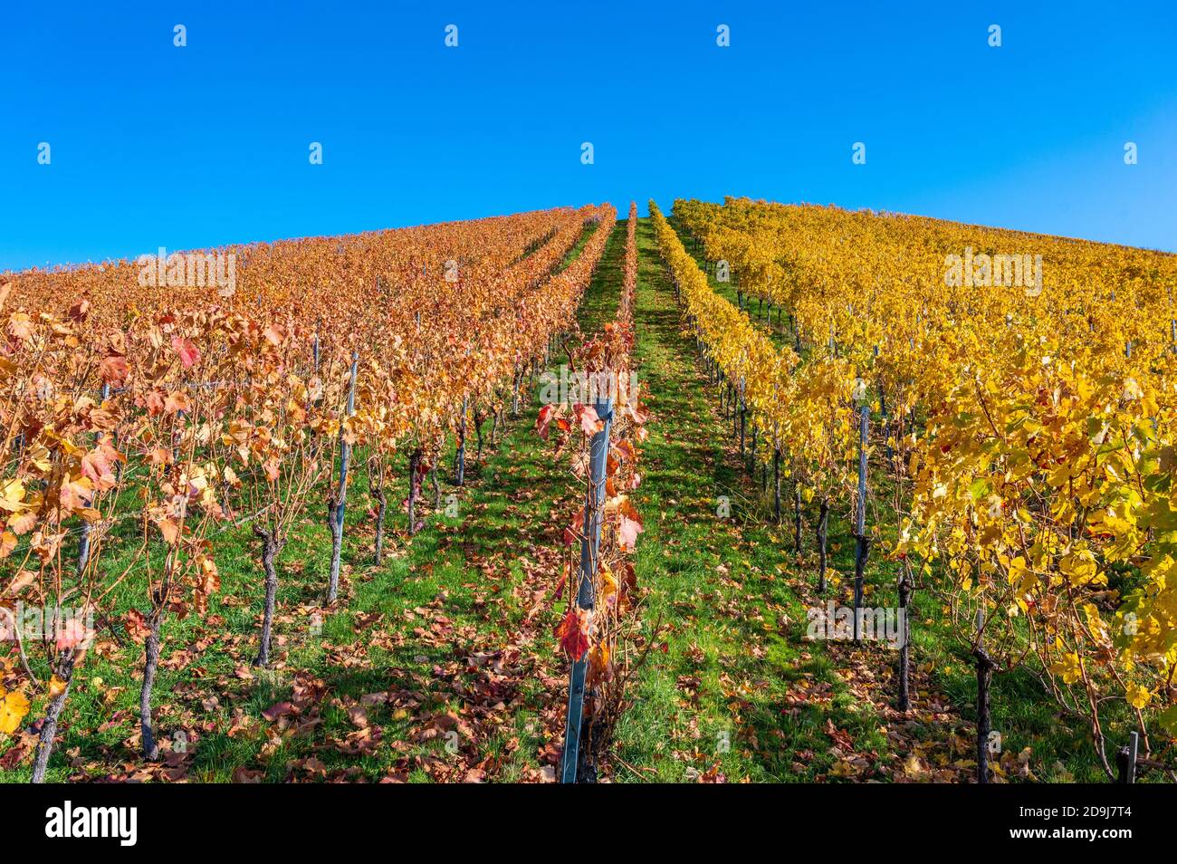 Struempfelbach - vignobles de la région de Weinstadt - magnifique paysage à l'autum près de Stuttgart, Bade-Wurtemberg, Allemagne Banque D'Images