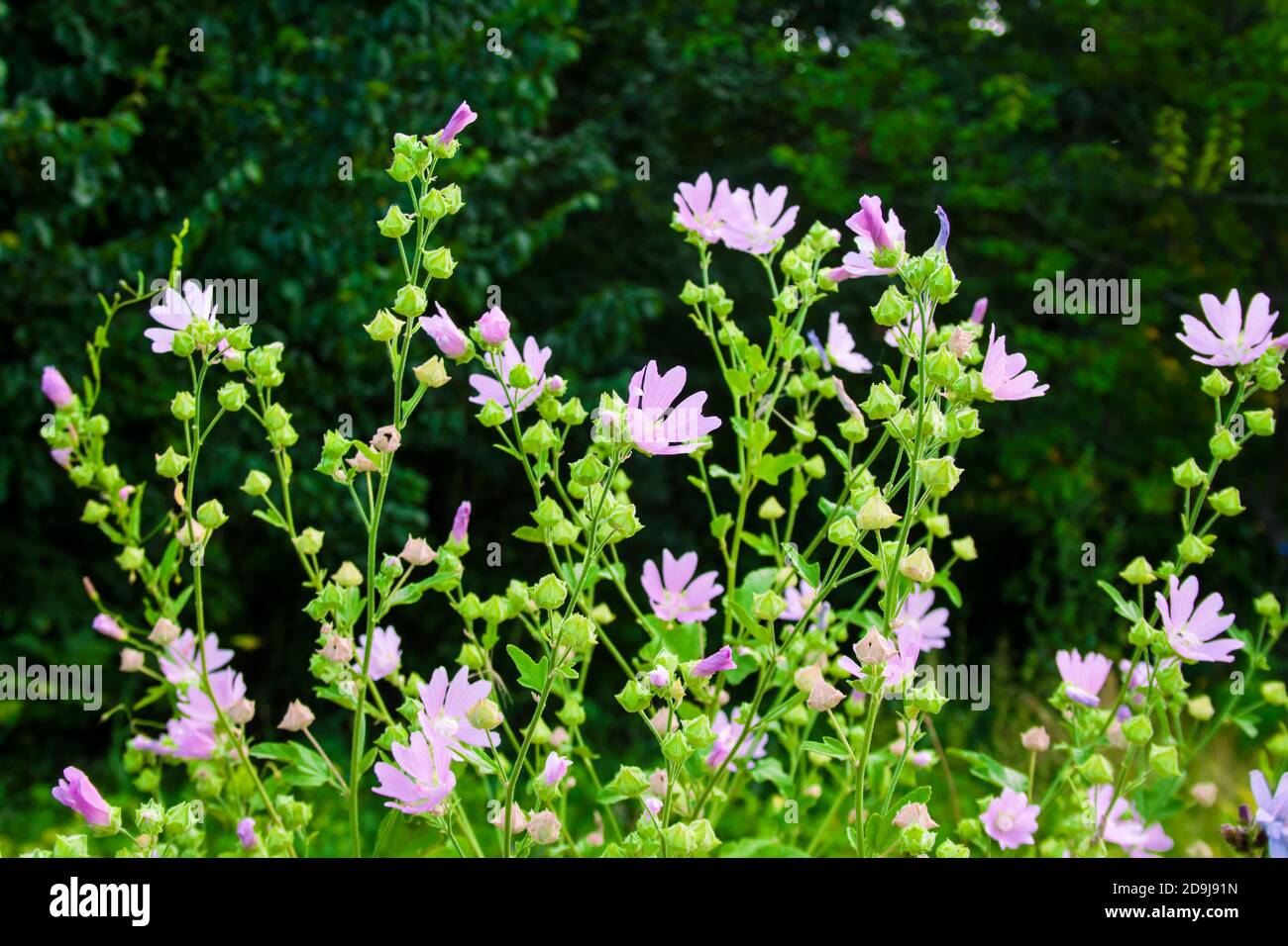 Althaea officinalis, ou fleurs de mash-malow sur fond vert de prairie Banque D'Images