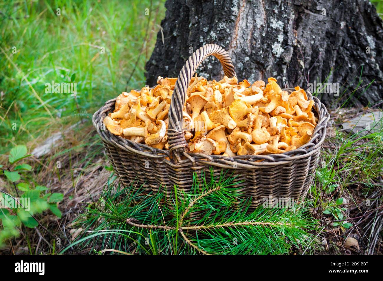 Panier en osier avec chanterelles de champignons sauvages sur fond de tronc de bouleau Banque D'Images