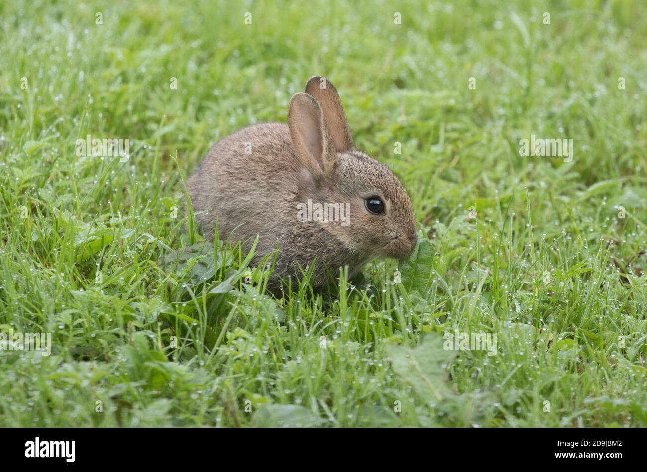 Petit lapin, réserve naturelle de High Batts, près de Ripon, North Yorkshire Banque D'Images