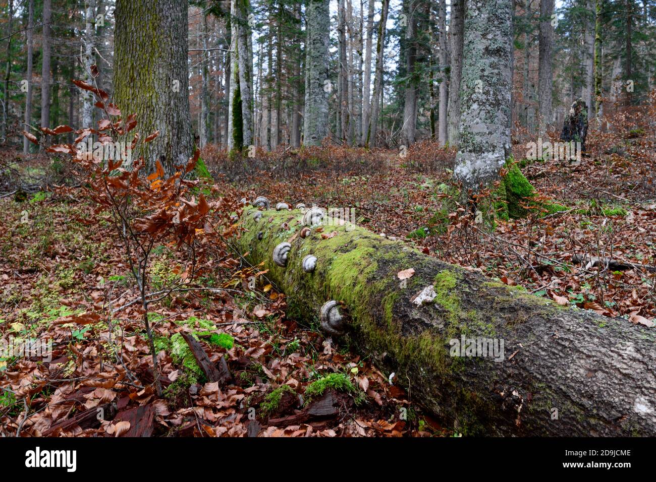 bois pourri dans une forêt primaire dans les alpes autrichiennes bois pourri dans une forêt primaire dans les alpes autrichiennes Banque D'Images