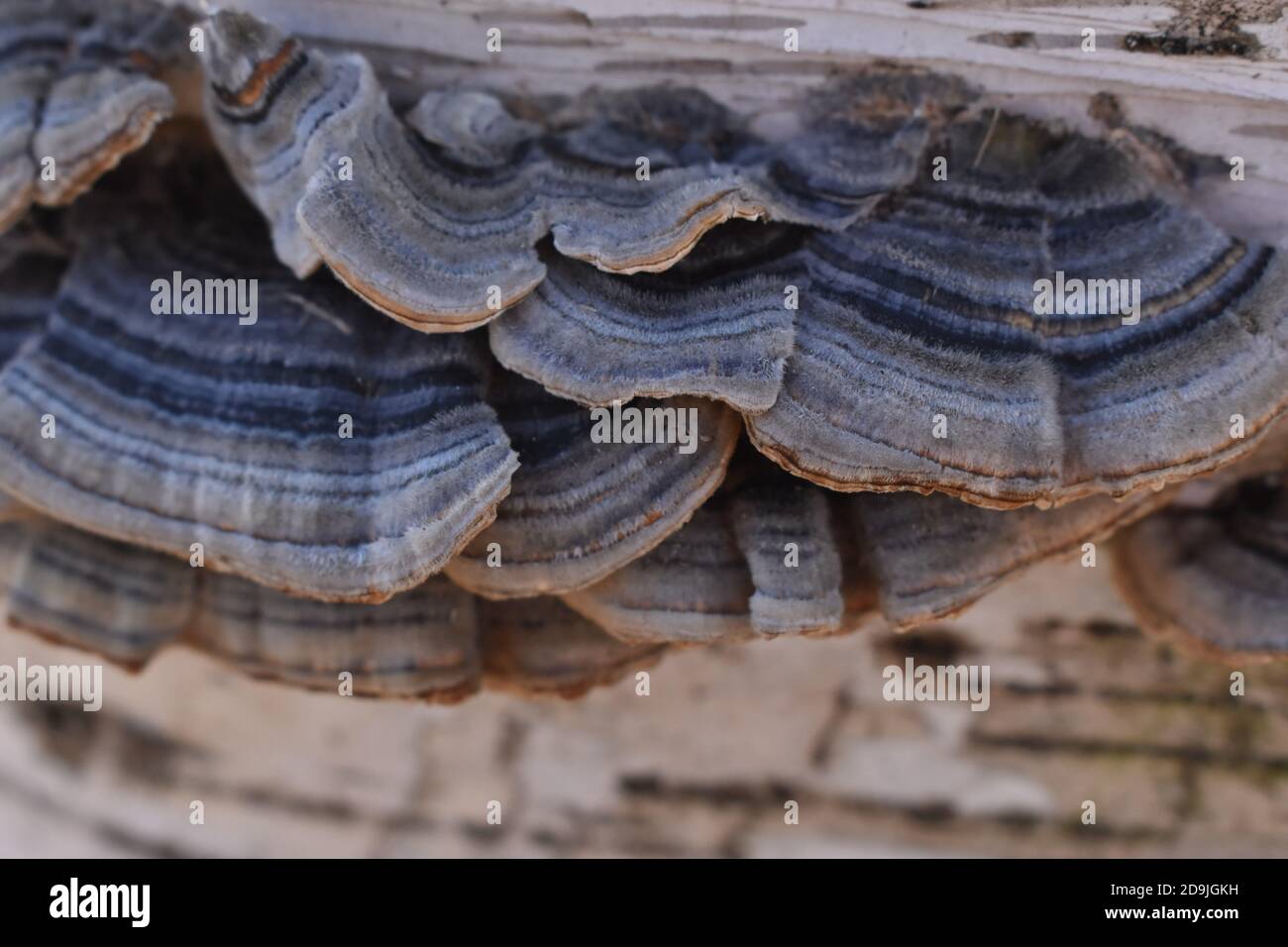 Le textile comme un champignon à Sapporo Japon Banque D'Images